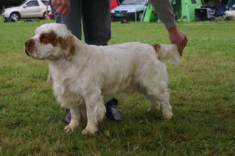 SWE_CLUBSHOW_ChampionClassDogs_27_b