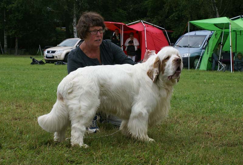 SWE_CLUBSHOW_ChampionClassDogs_34