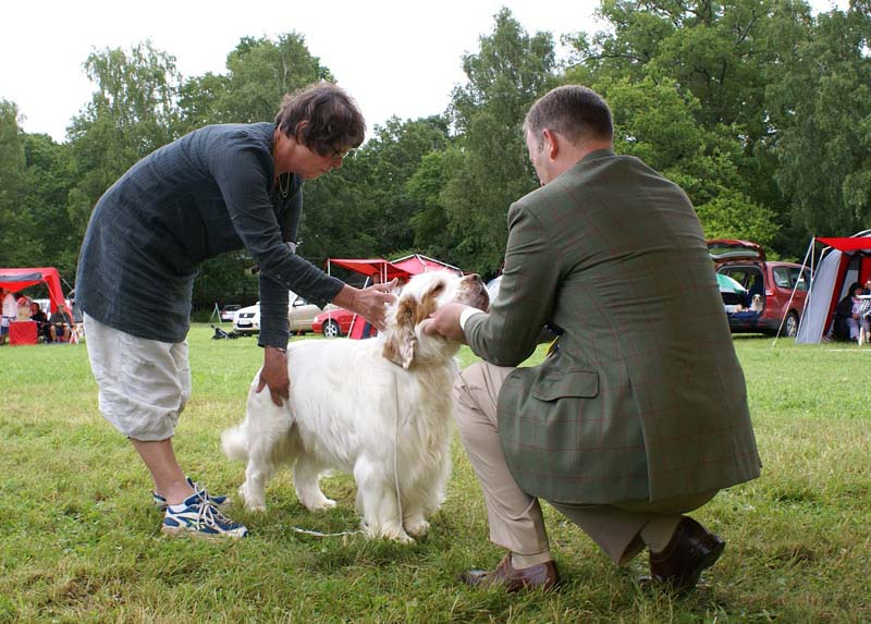 SWE_CLUBSHOW_ChampionClassDogs_34_c