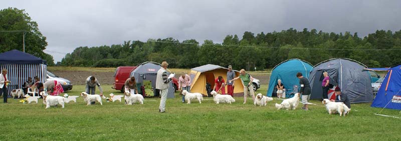 SWE_CLUBSHOW_ChampionDogs