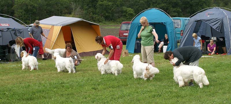 SWE_CLUBSHOW_ChampionDogs_b