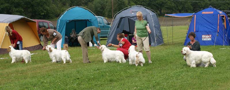 SWE_CLUBSHOW_ChampionDogs_c