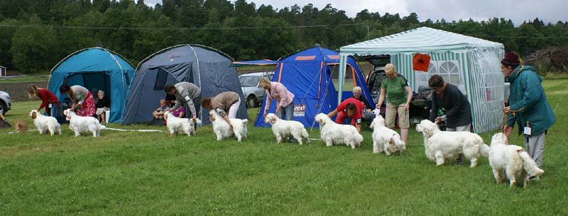 SWE_CLUBSHOW_Champion_Class_Dogs_e