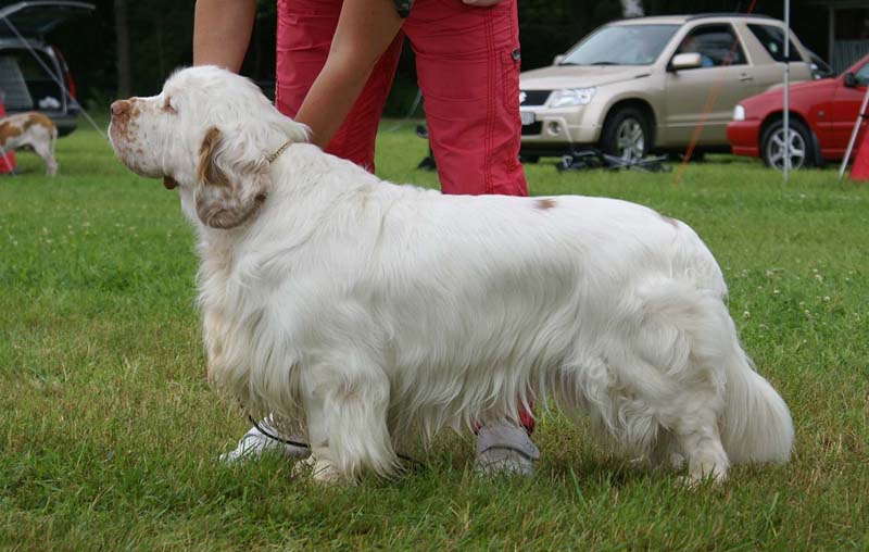 SWE_CLUBSHOW_Champion_dog_ST_Athos_d