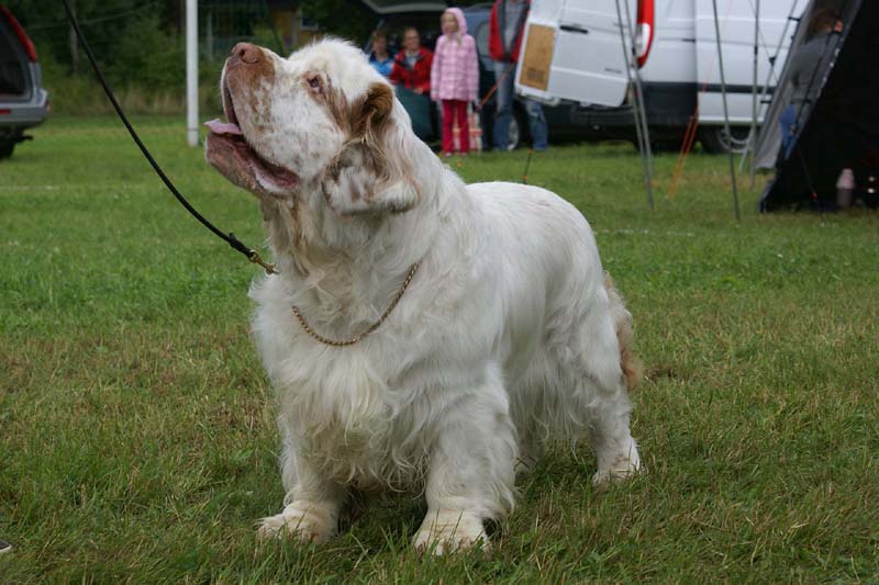 SWE_CLUBSHOW_Champion_dog_ST_Athos_g