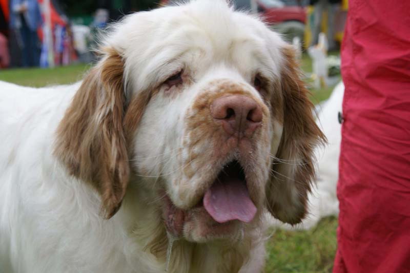 SWE_CLUBSHOW_Champion_dog_ST_Athos_h