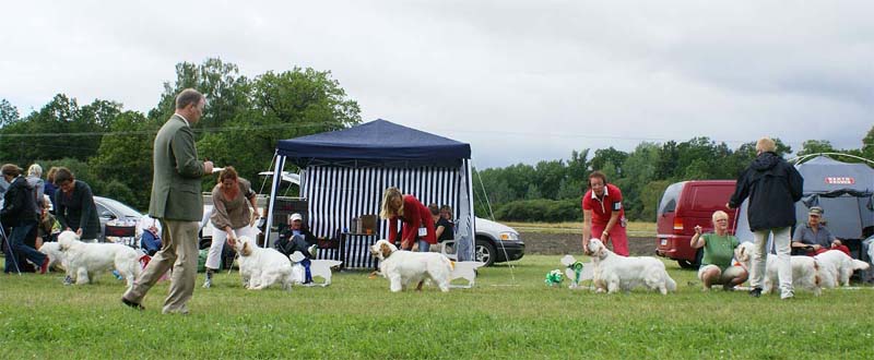 SWE_CLUBSHOW_Champion_dogs_1_5