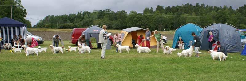 SWE_CLUBSHOW_Champion_dogs_ring
