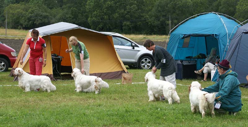 SWE_CLUBSHOW_Champion_dogs_ring_B