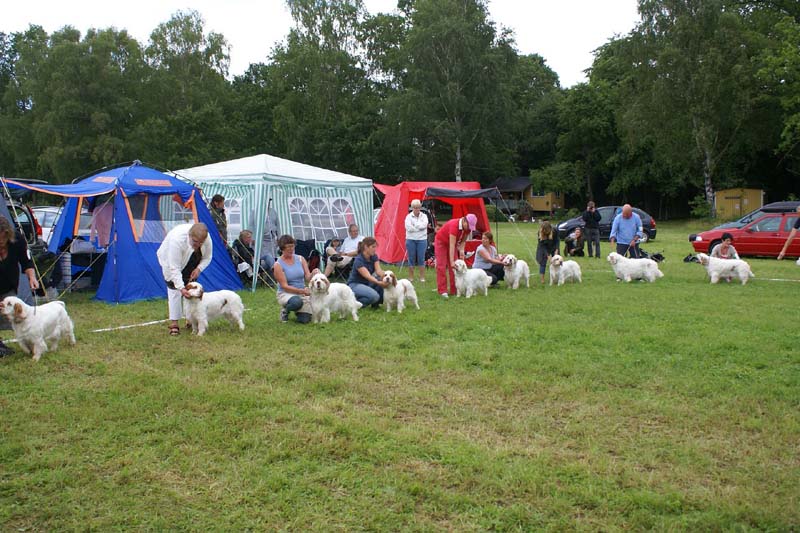 SWE_CLUBSHOW_Champion_dogs_ring_C