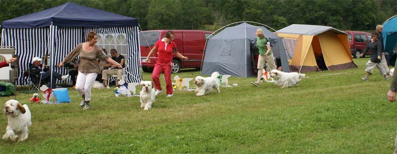 SWE_CLUBSHOW_Champion_dogs_ring_D