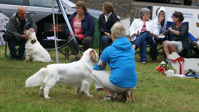 SWE_CLUBSHOW_IntermediateDog_ST_Snow_Go_g