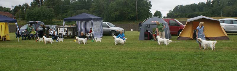 SWE_CLUBSHOW_IntermediateDogs