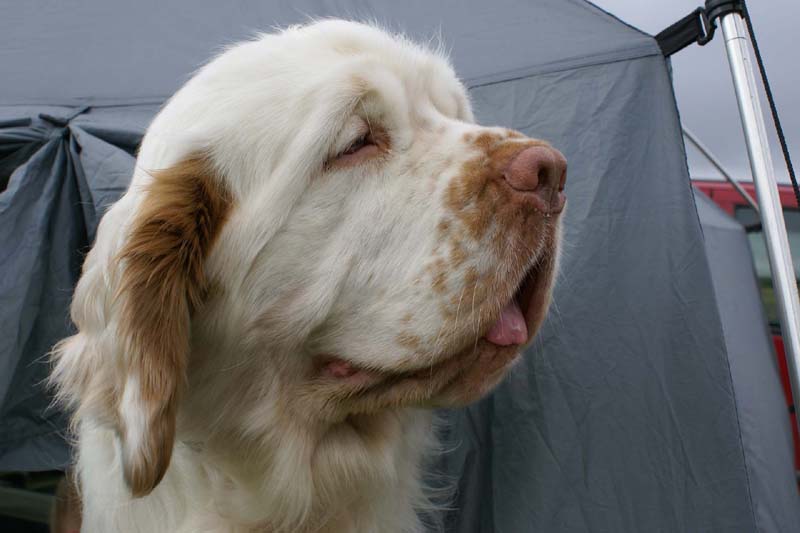 SWE_CLUBSHOW_Nexus_Spice_Twice_Vanguard_G