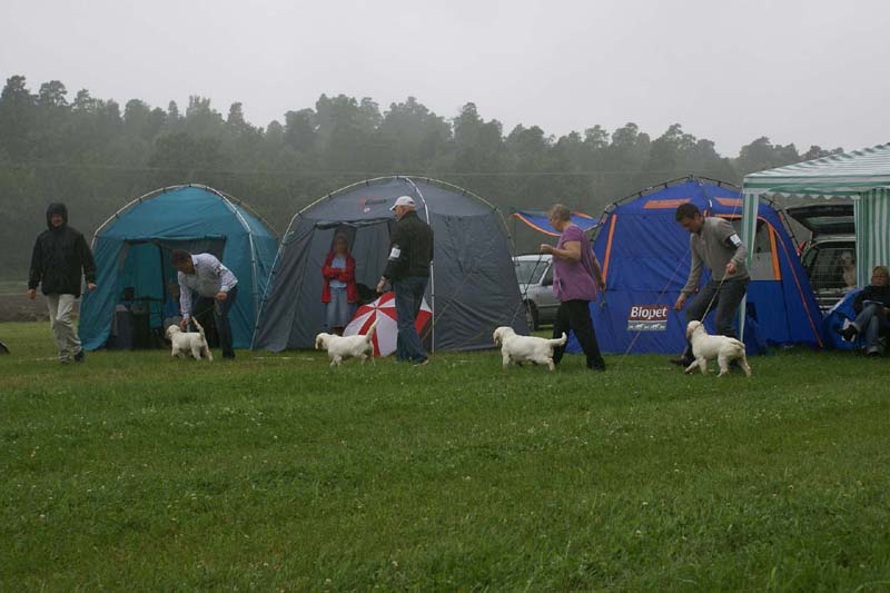 SWE_CLUBSHOW_PuppyClass_m