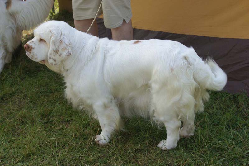 SWE_CLUBSHOW_Shoguns_Spice_Twice_Cottontail