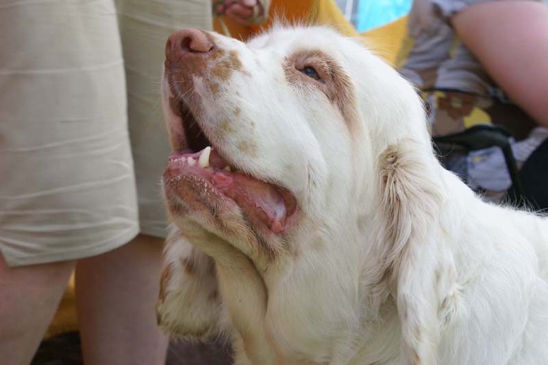 SWE_CLUBSHOW_Shoguns_Spice_Twice_Cottontail_b