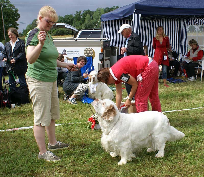 SWE_CLUBSHOW_Veteran_Dog_ST_GingerFinger_b