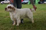 SWE_CLUBSHOW_ChampionClassDogs_27_b