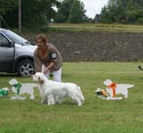 SWE_CLUBSHOW_ChampionClassDogs_28