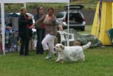 SWE_CLUBSHOW_ChampionClassDogs_28_b