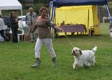 SWE_CLUBSHOW_ChampionClassDogs_28_c