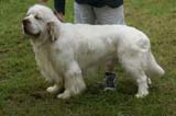 SWE_CLUBSHOW_ChampionClassDogs_34_d
