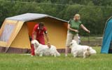SWE_CLUBSHOW_ChampionDogs_NexusSpiceTwiceVanguard_STAthos_b