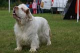 SWE_CLUBSHOW_Champion_dog_ST_Athos_c