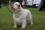 SWE_CLUBSHOW_Champion_dog_ST_Athos_g