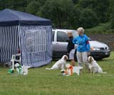 SWE_CLUBSHOW_IntermediateDog_ST_Let_It_Snow_ST_Snow_Go