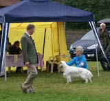 SWE_CLUBSHOW_IntermediateDog_ST_Snow_Go_e