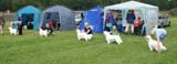 SWE_CLUBSHOW_IntermediateDogs_c