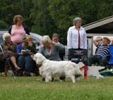 SWE_CLUBSHOW_JuniorDog_12