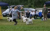 SWE_CLUBSHOW_OpenClass_Dog_18