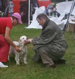 SWE_CLUBSHOW_PuppyClass_ST_Queen_Guinevere_b