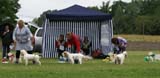 SWE_CLUBSHOW_PuppyClass_b