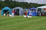 SWE_CLUBSHOW_PuppyClass_c