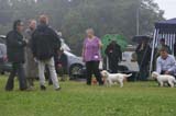 SWE_CLUBSHOW_PuppyClass_l