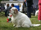 SWE_CLUBSHOW_Veteran_Dog_ST_GingerFinger