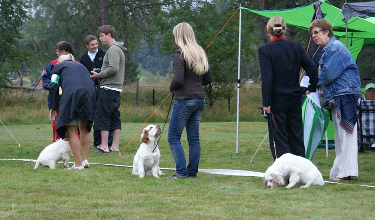 BabyBitch_puppies_ST_Snow_Mercy