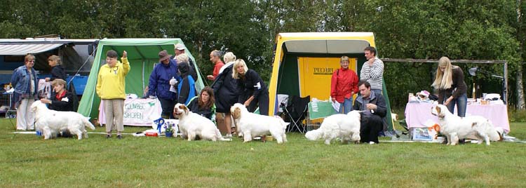 Best_Intermediate_Dogs