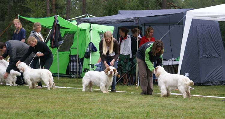 Intermediate_Dogs_ST_Viking_Hakon