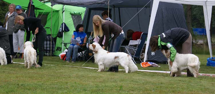 Intermediate_Dogs_ST_Viking_Hakon_a