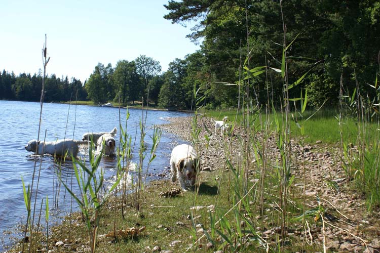 a_ST_gang_in_Sweden_d