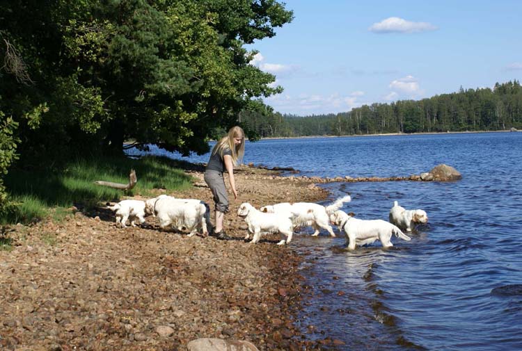 a_ST_gang_in_Sweden_e