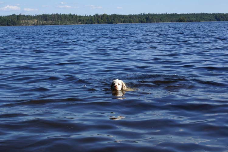 a_ST_gang_in_Sweden_f