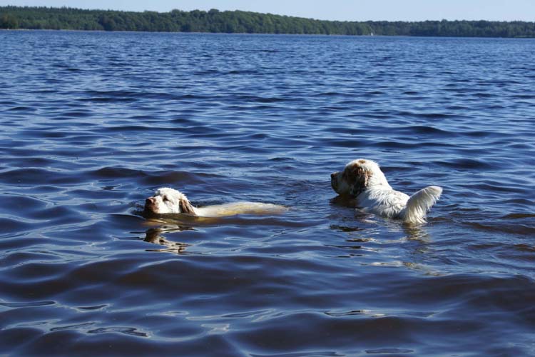 a_ST_gang_in_Sweden_i