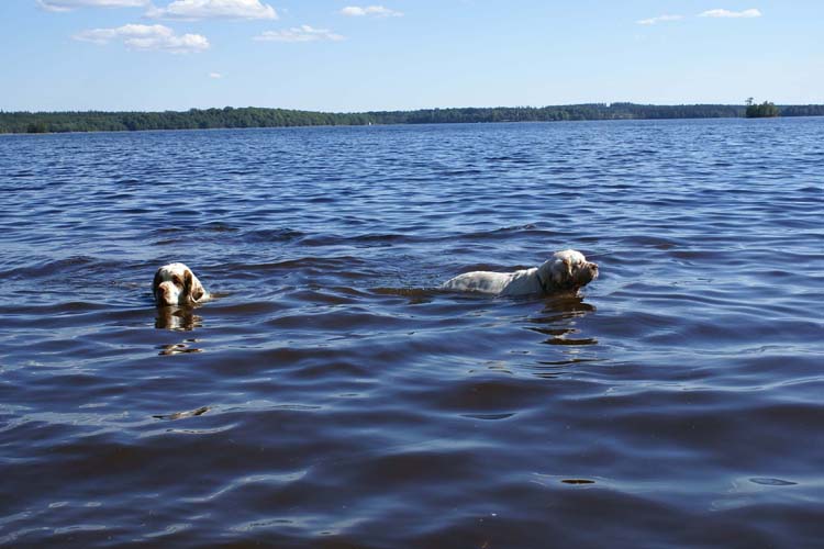 a_ST_gang_in_Sweden_l