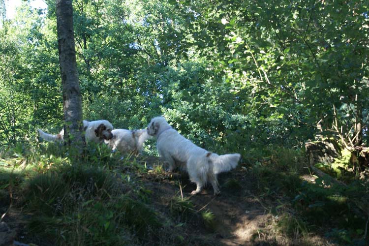 a_ST_gang_in_Sweden_m